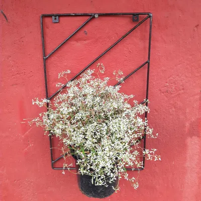 Black Steel Wall Potholder - 35x55cm - 17cm Pot