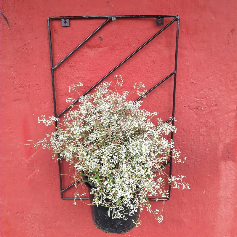 Black Steel Wall Potholder - 35x55cm - 17cm Pot