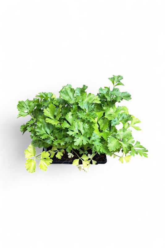 Celery Golden Self Blanching 6 Pack Herb Seedlings