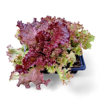 Lettuce Green Frilly Vera 6 Pack Veg Seedlings