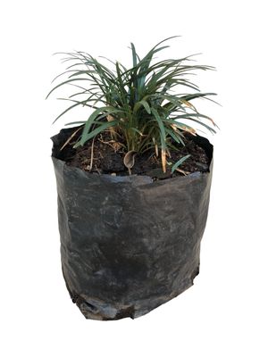 Ophiopogon "Kyoto Dwarf" 1L