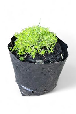 Sagina (Irish Moss) 3L