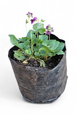 Viola Odorata Pink 2 Liter