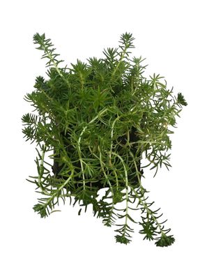 Crassula "Tetragona" Gold 4L