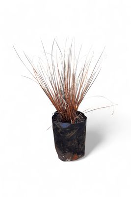 Carex Bronze 2 Liter Landscaping