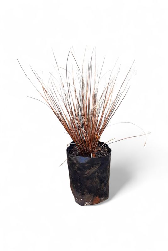 Carex Bronze 2 Liter Landscaping