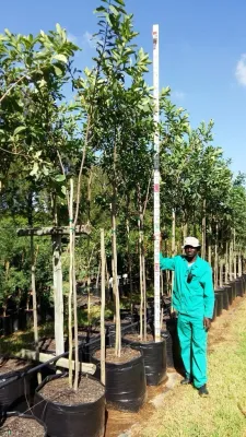 Dais cotinifolia / Pompon tree 100L