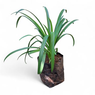 Agapanthus Nana Blue 2 Liter