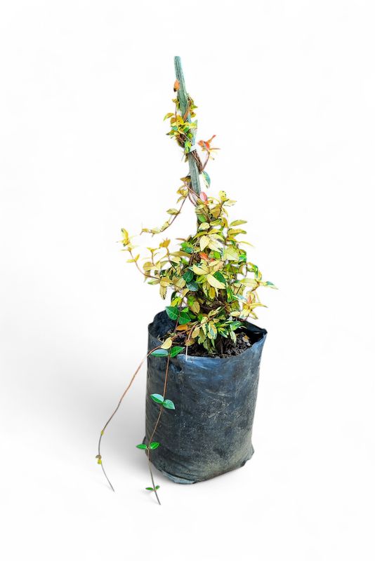 Asian Star Jasmine (Trachelospermum Asiaticum) 4L