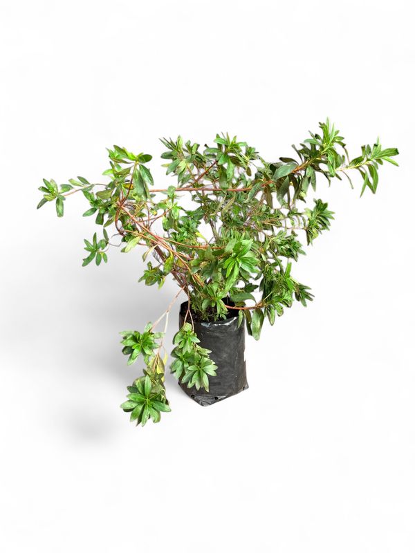 Azalea Grandiflora Magenta 20 Liter