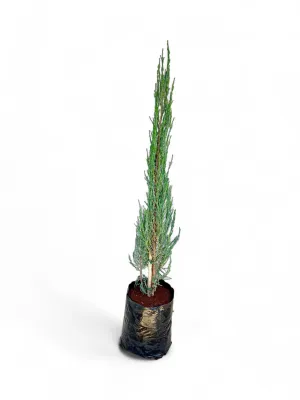 Juniperus Scopulorum "Sky Rocket" 10 Liter