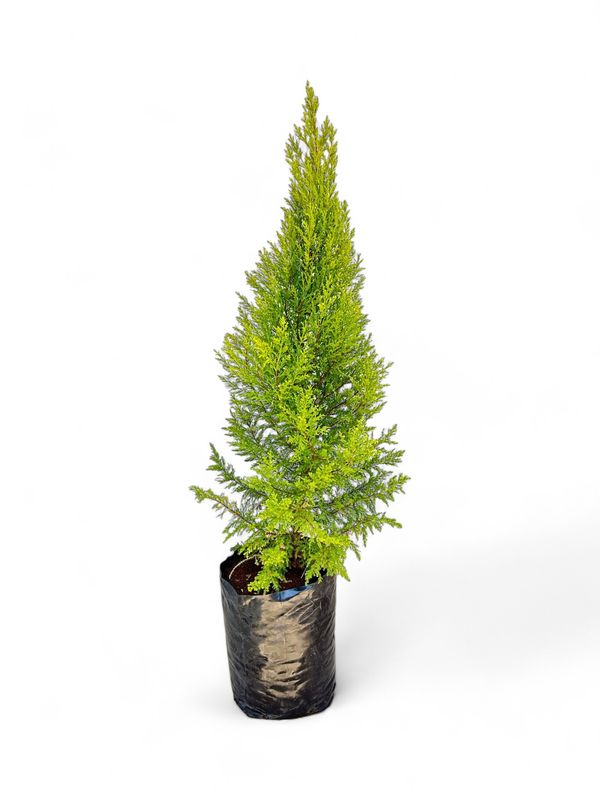 Cupressus Macrocarpa 'Gold Rider' 20 Liter