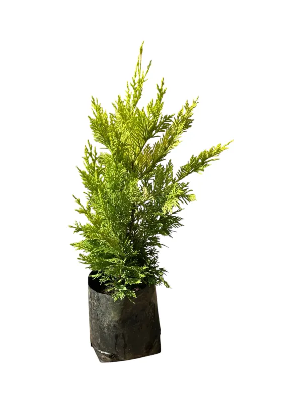 Cuprocyparis Leylandii  'Gold Rider' 50cm  2.5 Liter