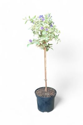 Solanum Variegated Patio Standard 19cm Pot