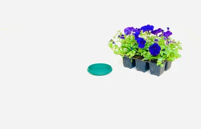 12,5cm Saucer Green Width 12,5cm