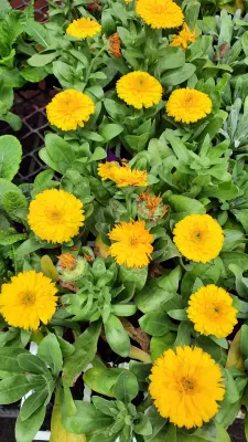 Calendula Mix Seedlings 6 Pack