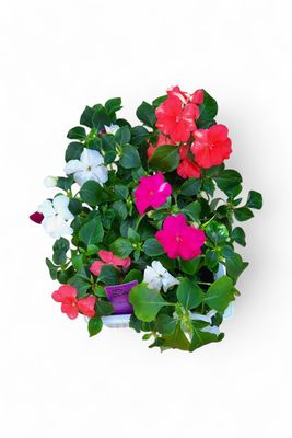 Impatiens Mixed Colours Seedlings 6 Pack