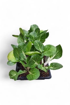 Pak Choi 6 Pack Veg Seedlings