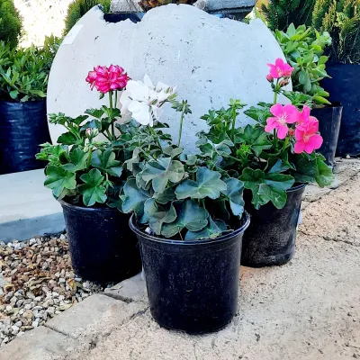 Geranium Pelargonium Peltatum Mixed Colours 15cm