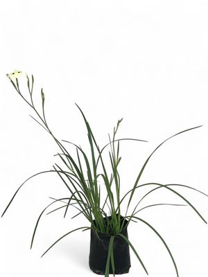 Dietes Bicolor 1L Landscaping