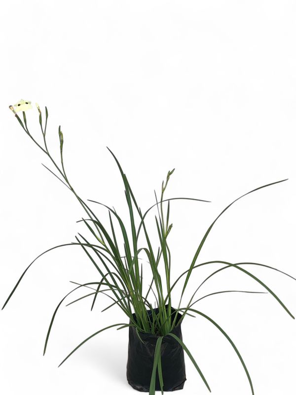 Dietes Bicolor 1L Landscaping