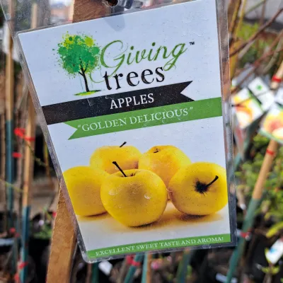 Apple "Golden Delicious" 10L