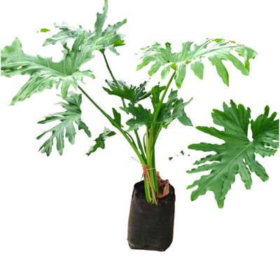 Philodendron Selloum 10 Liter