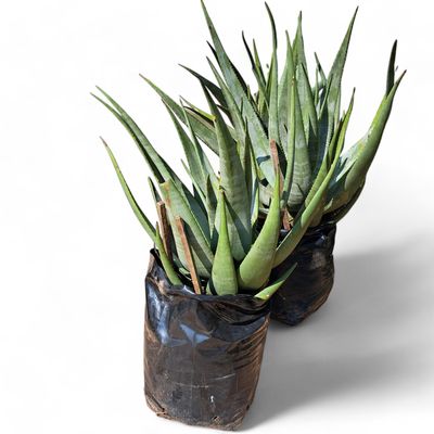 Aloe Wickensii (Geelaalwyn) 20L