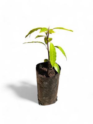 Sabre Mango Tree 5 Liter