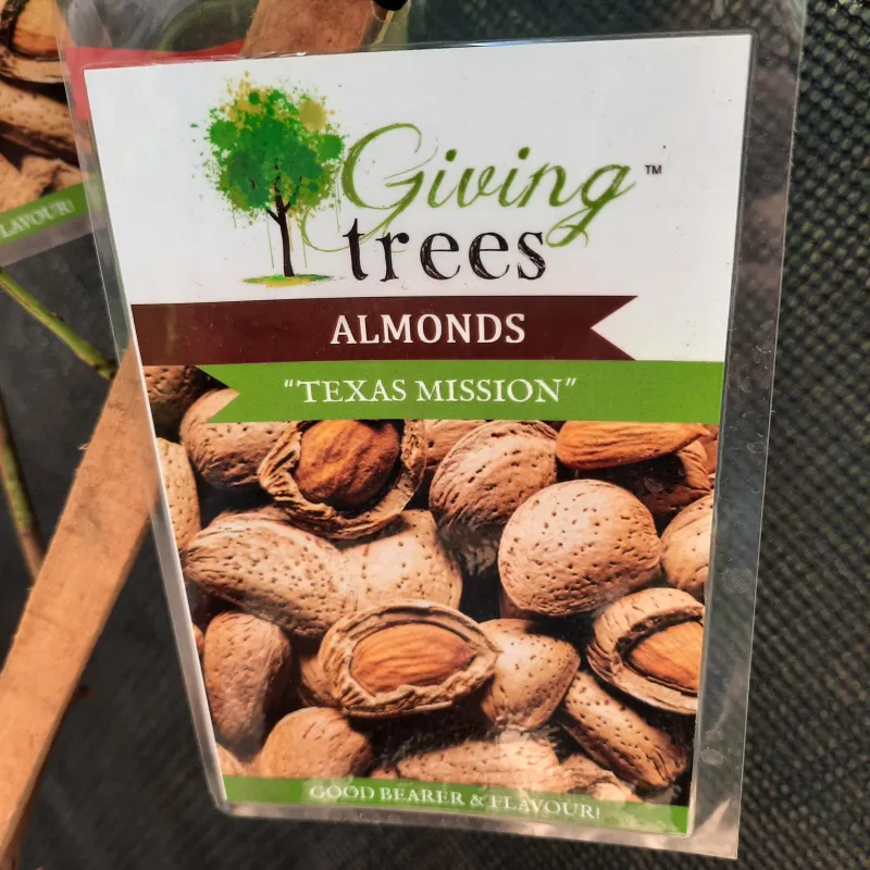 Almond "Texas Mission" 10L