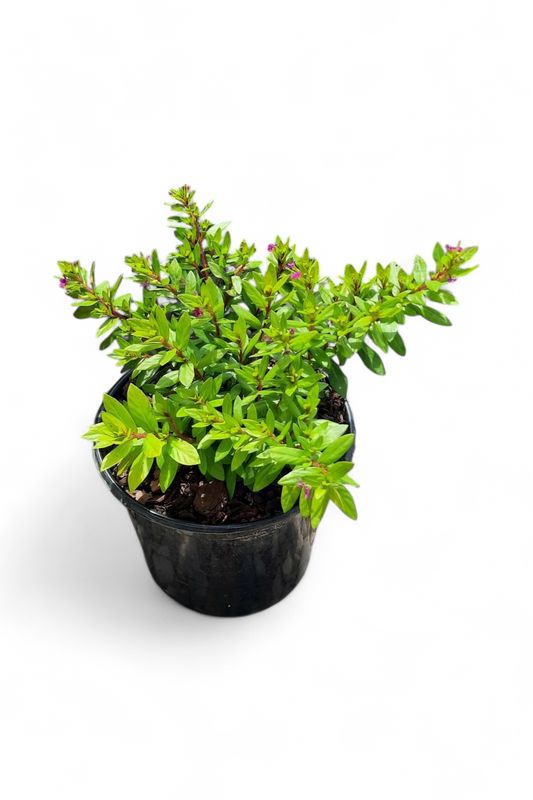 Cuphea Hyssopifolia "Cocktail" 15cm