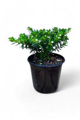 Cuphea Hyssopifolia "White Star" 15cm