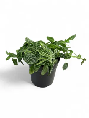 Fittonia albivenis White 12cm