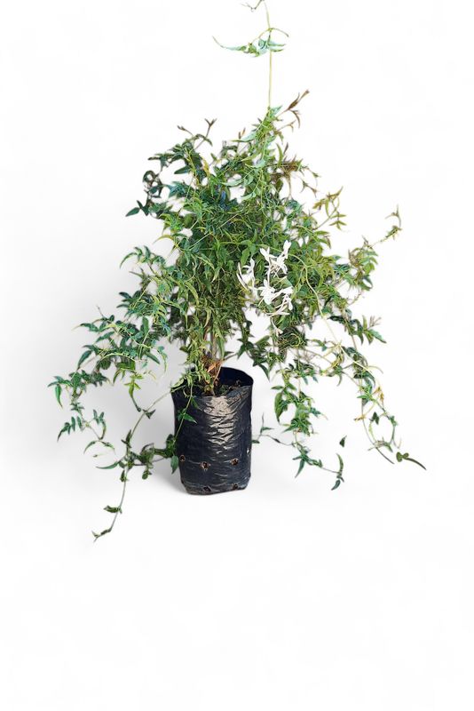 Jasminum Polyanthum 5L Staked