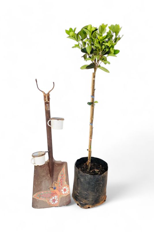 Gardenia Belmont 11L Standard H 1 meter