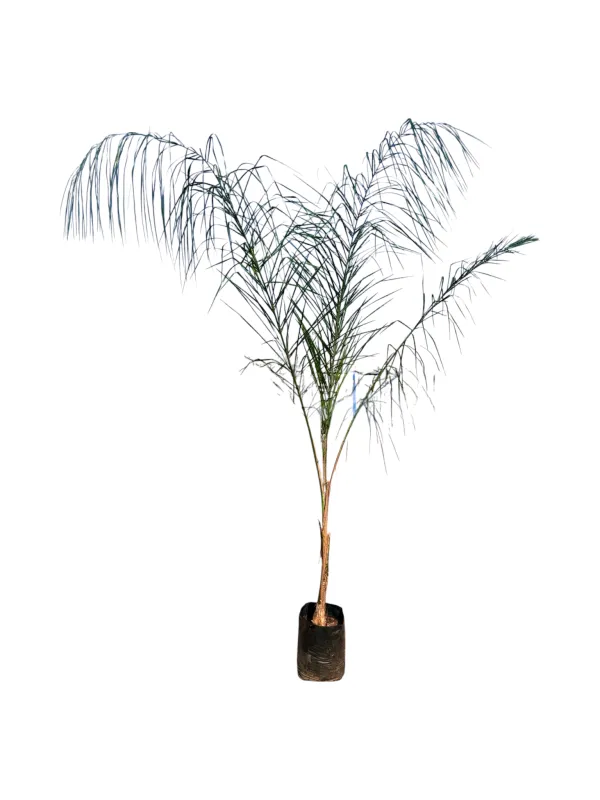 Cocos Palm 20L iter 3-4 meters tall