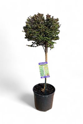 Lonicera Patio Standard 19cm Pot H800mm