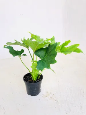 Philodendron Hope  14cm Pot