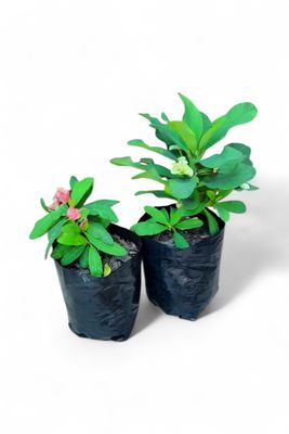 Euphorbia Milii "Christ Thorn" Hybrid Mixed Colours 3L