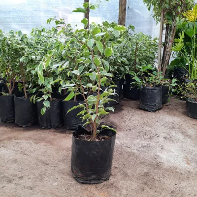 Ficus Golden King 10L