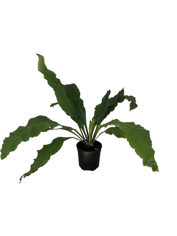 Asplenium Nidus "Birds Nest Fern" 20cm