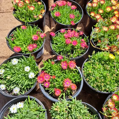Delosperma Lido (Vygie) Mixed Colours 15cm