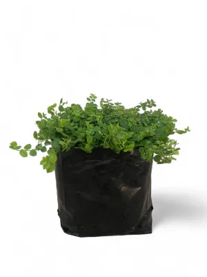 Pratia Peduculata "Star Creeper" 2 Liter