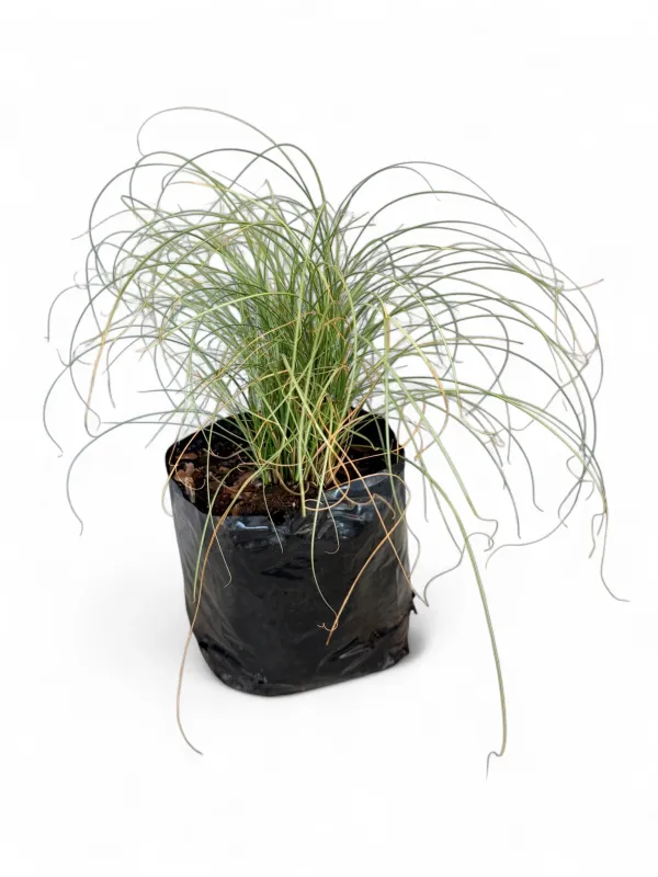 Carex Comans "Frosted Curls" 4Liter