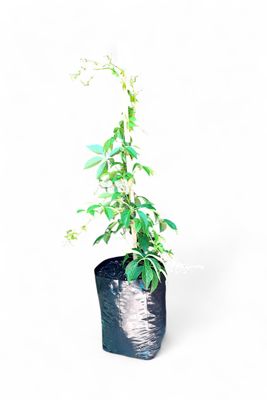 Virginia Creeper 10 Liter