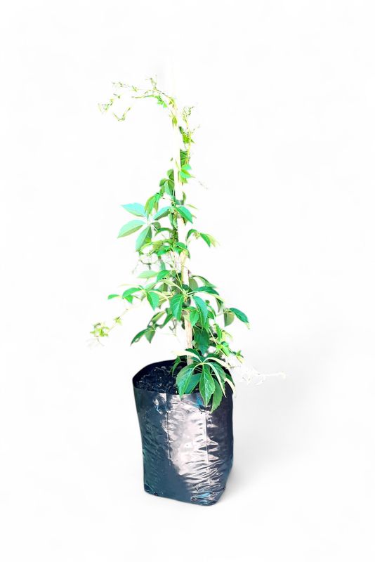 Virginia Creeper 10 Liter