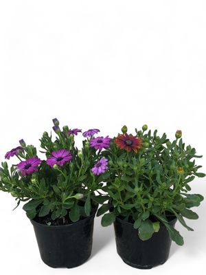 Osteospermum "Ostica" 15cm