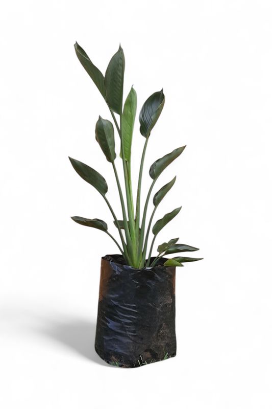 Strelitzia Reginae 20 liters