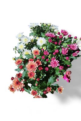 Chrysanthemum Mixed Colours 14cm