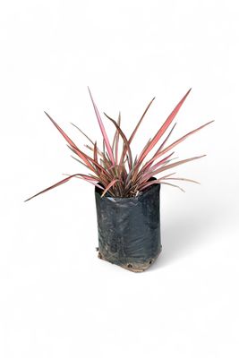 Phormium Carousel 10L